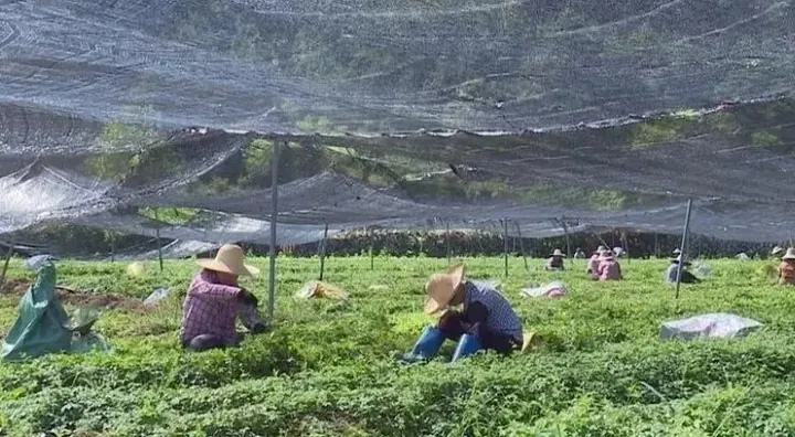 某中药材种植基地